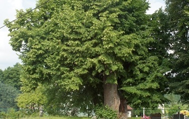Lipa w Połomi - pomnik przyrody. Potężne drzewo pełne zielonych liści